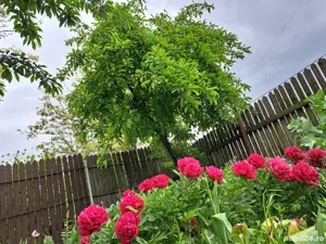 casă, com. Ileana, Călărași  - imagine 6