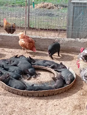 Vind purcelușii vietnamezi. - imagine 3