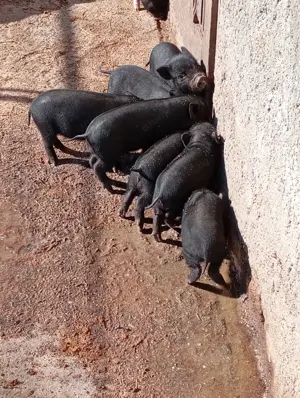 Vind purcelușii vietnamezi. - imagine 2