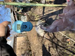 Carcasă iepure crescut natural - imagine 2