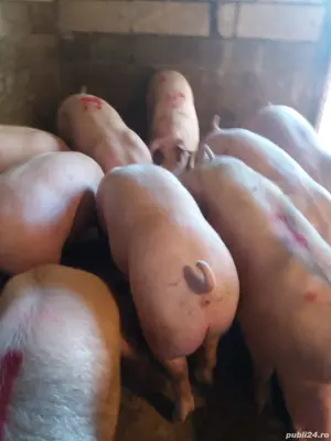 porci mari de carne  - imagine 5