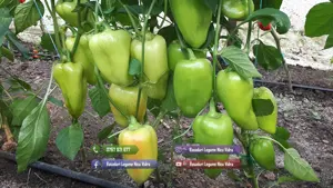 Rasaduri | Rasad de Ardei Gras Potop, Capia Ureche de Elefant, Gogosar - imagine 4