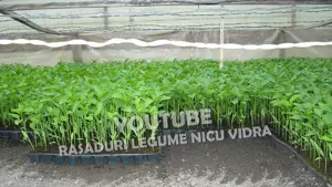 Rasaduri | Rasad de Ardei Gras Potop, Capia Ureche de Elefant, Gogosar