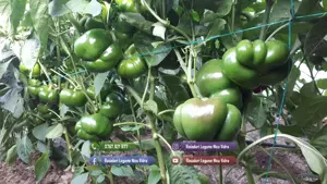 Rasaduri | Rasad de Ardei Gras Potop, Capia Ureche de Elefant, Gogosar - imagine 5