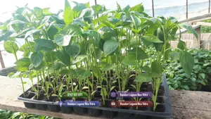 Rasaduri | Rasad de Ardei Gras Potop, Capia Ureche de Elefant, Gogosar - imagine 2