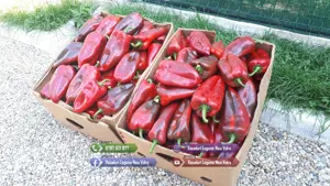 Rasaduri | Rasad de Ardei Gras Potop, Capia Ureche de Elefant, Gogosar - imagine 6