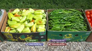 Rasaduri | Rasad de Ardei Gras Potop, Capia Ureche de Elefant, Gogosar - imagine 7