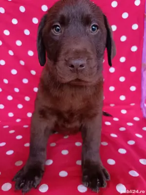 Labrador maro Pedigree - imagine 3