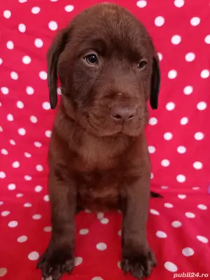 Labrador maro Pedigree - imagine 2