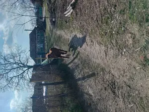 Vând mânză ponei cu căruța și ham - imagine 3 Vând mânză ponei cu căruța și ham - imagine 3