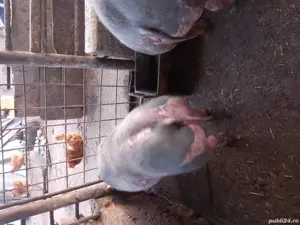 Vand porci  - imagine 2