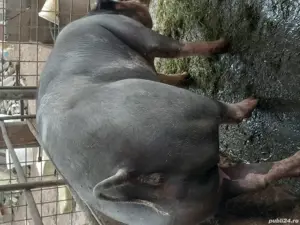 Vand porci  - imagine 3