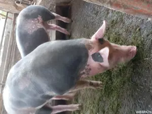 Vand porci  - imagine 4