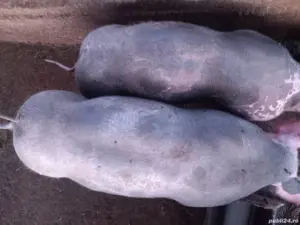 Vand porci  - imagine 5