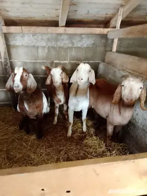 capre anglo-nubian gestante cu țap saanen 