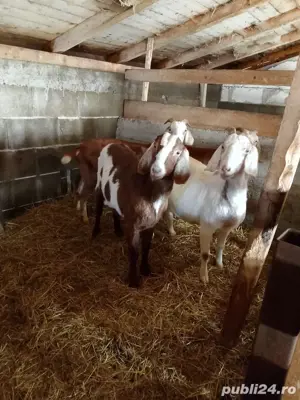 capre anglo-nubian gestante cu țap saanen  - imagine 2