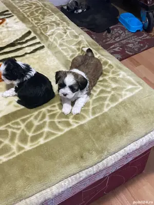 bichon havanez  - imagine 4