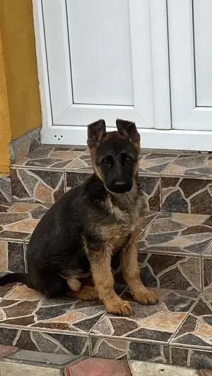 De vănzare puii Ciobănesc german cu pedigree  - imagine 2