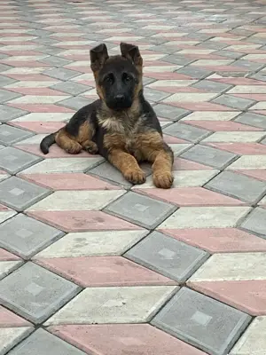 De vănzare puii Ciobănesc german cu pedigree