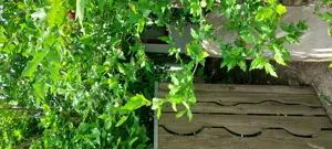 Casa si teren Murighiol - imagine 4