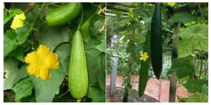 Seminte Lufa burete natural bio - imagine 5