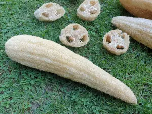 Seminte Lufa burete natural bio - imagine 4