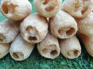 Seminte Lufa burete natural bio - imagine 3