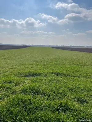 Teren Dascalu 5000 mp  - imagine 3