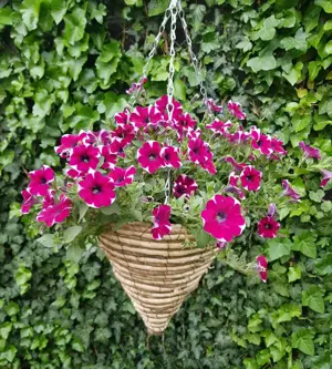 Ghiveci suspendat, cos conic, din impletitura naturala, 30cm