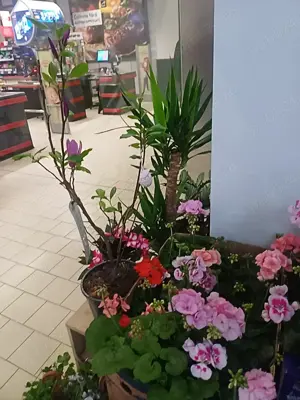 Florăria andreea din incinta kaufland milcov Bacău angajează florăreasă