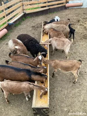 Capre de vanzare  - imagine 4 Capre de vanzare  - imagine 4