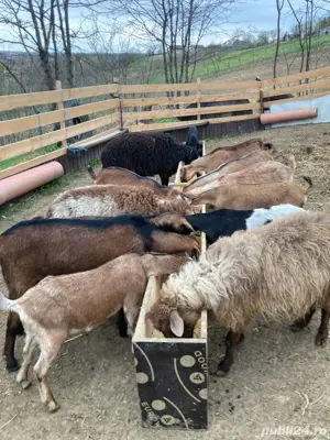 Capre de vanzare  - imagine 3 Capre de vanzare  - imagine 3