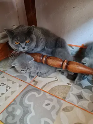 Bri Shorthair  - imagine 3