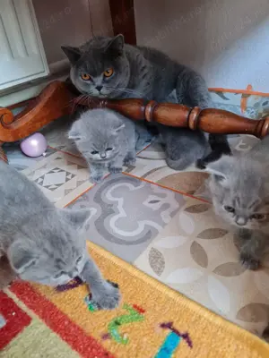 Bri Shorthair  - imagine 2