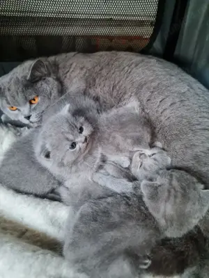 Bri Shorthair  - imagine 4