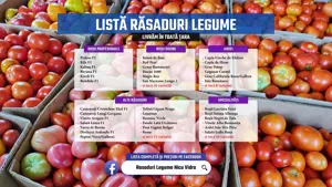 Rasad de rosii castraveti vinete ardei alte rasaduri legume 2026