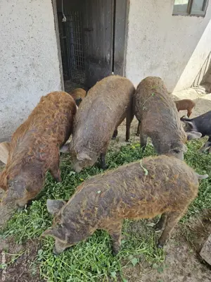 Porci mangalita - imagine 2