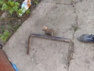 Carlig mașină  - imagine 2