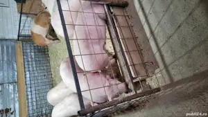 de vânzare porci de carne  - imagine 2