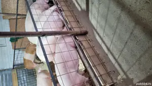 de vânzare porci de carne  - imagine 3