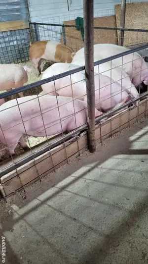 de vânzare porci de carne  - imagine 4