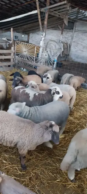 Vând miei  - imagine 2