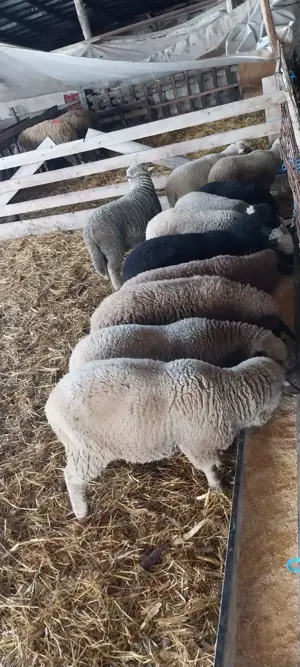 Vând miei  - imagine 3