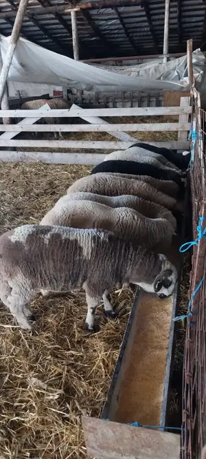 Vând miei  - imagine 5