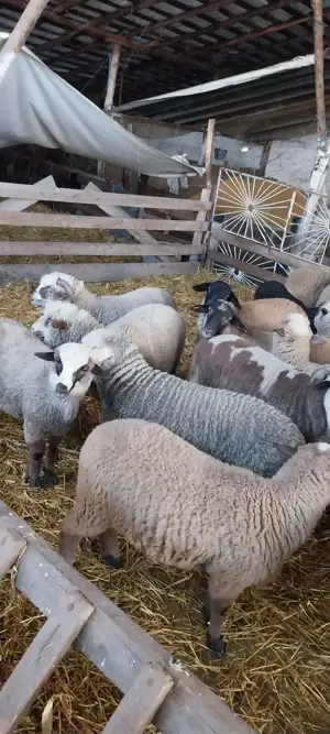 Vând miei  - imagine 4