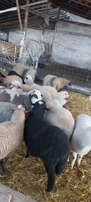 Vând miei  - imagine 6