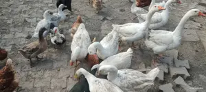 Vând ouă de gâscă cu 10 lei   buc. 