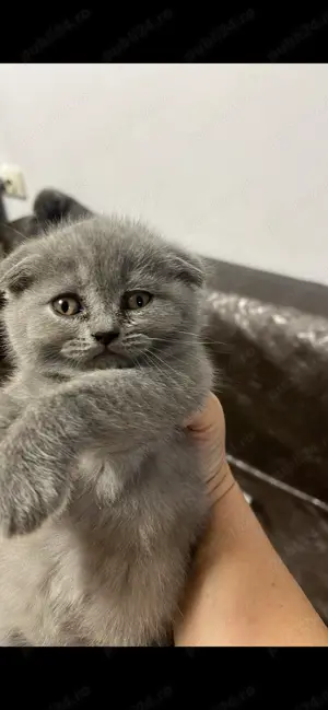 Vând pisică Scottish Fold