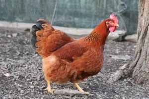 Găini de ouă roșii 