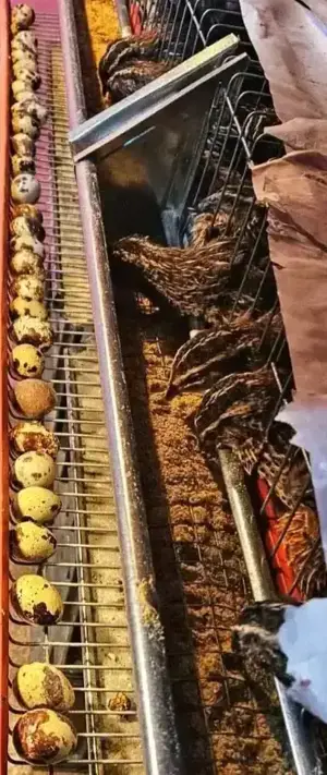 Crescătoria de Prepelițe Slobozia ,Ouă de prepeliță JAPONEZA GIGANT,de vânzare pentru incubat  - imagine 2